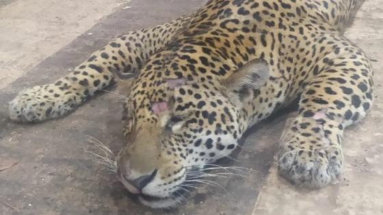 Onça-pintada é atropelada e morta por caminhoneiro em MT