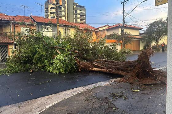 Chuva em SP mata seis pessoas, derruba árvores e moradores ficam mais de 23 horas sem energia 