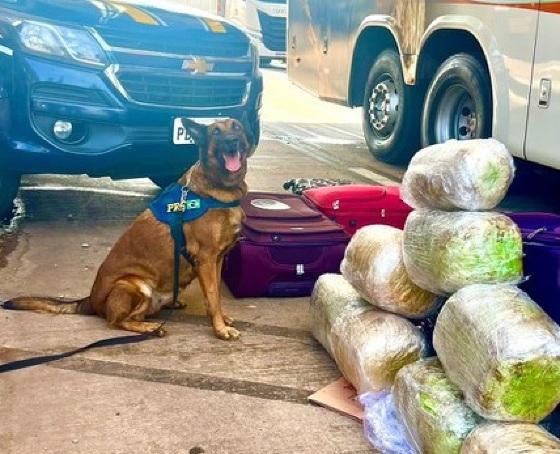 A Polícia Rodoviária Federal descobriu a droga com ajuda de cães farejadores