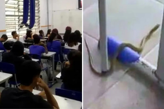 Alunos desocupam sala de aula após invasão de cobras