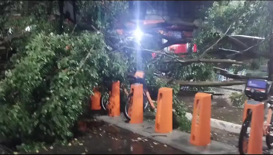 Novo temporal em SP derruba árvores e deixa bairros sem luz