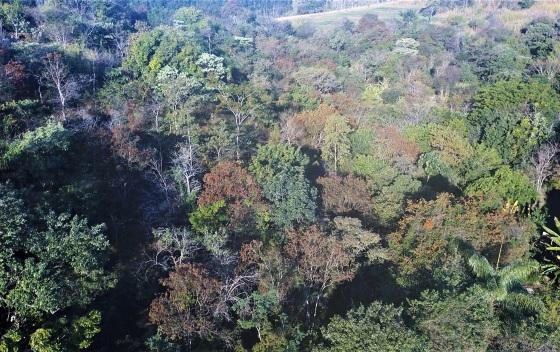 Objetivo do programa é aumentar a área de florestas plantadas para fins comerciais 