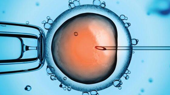 fertilização in vitro