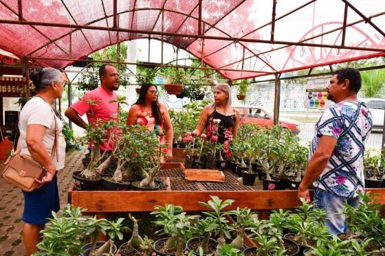 3º Festival de Rosas do Deserto e Orquídeas começa nesta quinta (07) em Cuiabá.