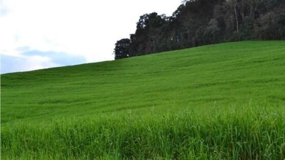 Programa foi desenvolvido pelo ministro da Agricultura, Carlos Fávaro