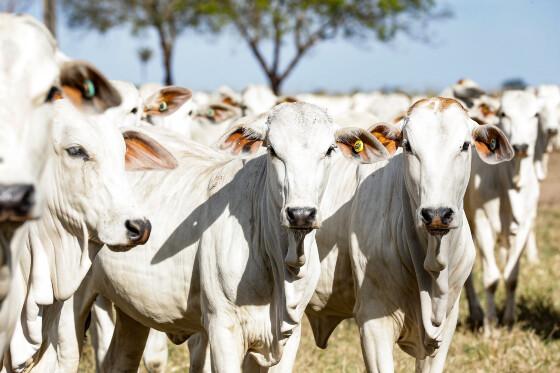 Produtores rurais têm segunda (11) para atualizar dados cadastrais do rebanho 