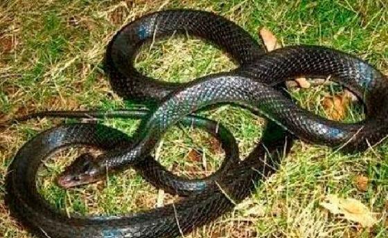 Cobra de 1,5 m escondida em folhagem assusta moradores de Alta Floresta