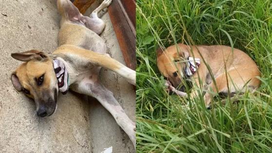 Cachorro é resgatado após ficar ao lado do corpo do dono que morreu atropelado.