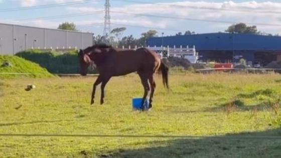 Cavalo aproveita liberdade após dois anos confinado e emociona web.