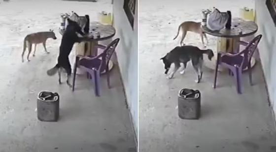 Dupla de vira-latas "rouba" celular e sai de mansinho