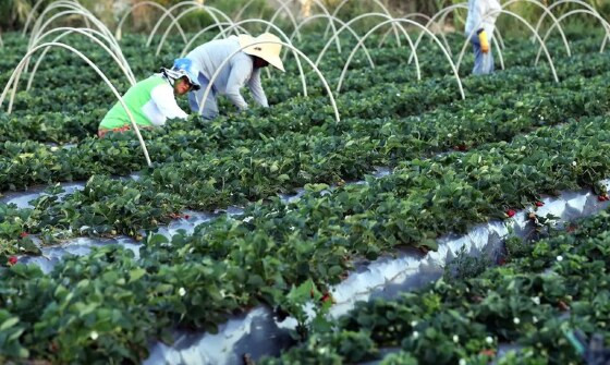 BNDES anuncia mais R$ 2 bilhões em programa de crédito para apoiar cooperativas e o setor agropecuário.