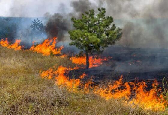 Fogo atingiu 104 hectares de vegetação nativa e 8 hectares de área agricultável