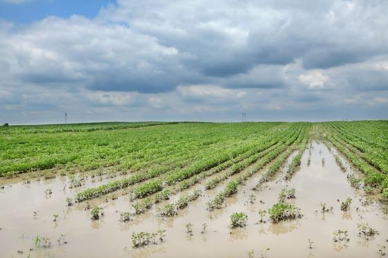 Quebra de safra fará com que agro lidere pedidos de recuperação judicial, prevê especialista