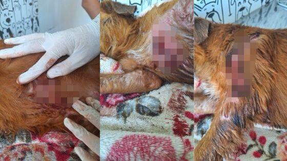 Motorista de aplicativo pede ajuda para pagar tratamento de cachorro atacado por pitbull