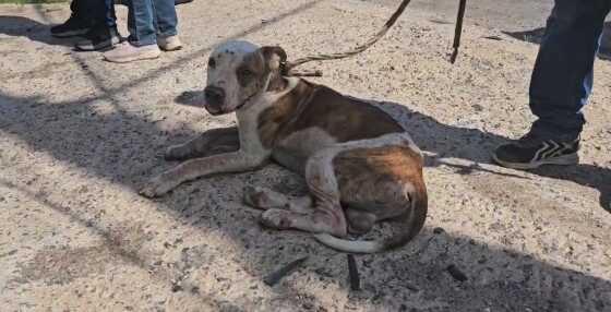 Homem é preso por maus-tratos contra pitbull em Cuiabá.