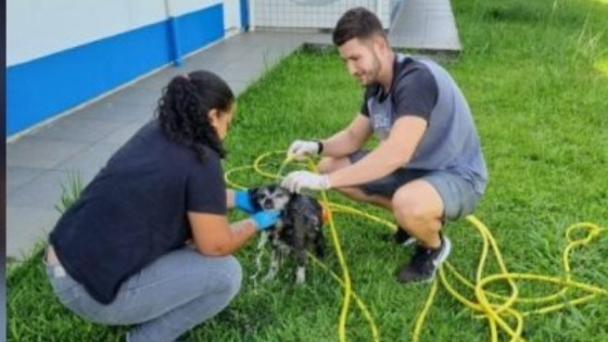  Bombeiros resgatam cachorro preso em bueiro por três dias 