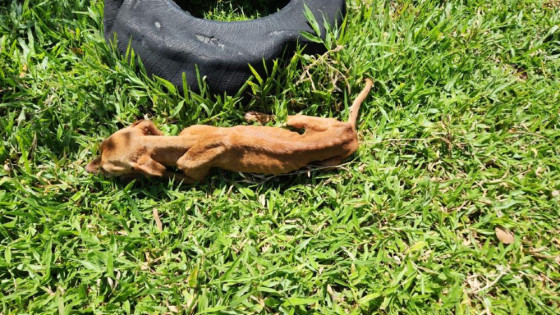 Homem é preso acusado de maus-tratos contra mãe idosa e animal de estimação.