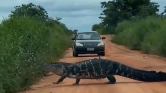 Jacaré-açu surpreende trabalhadores e para o trânsito na zona rural de Formoso do Araguaia - TO