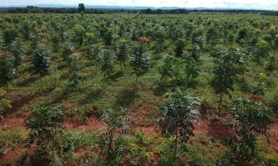 Programa tem como objetivo incentivar investimentos estrangeiros para financiar Plano de Transformação Ecológica