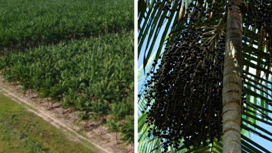 Açaí ganha o primeiro Zoneamento Agrícola de Risco Climático