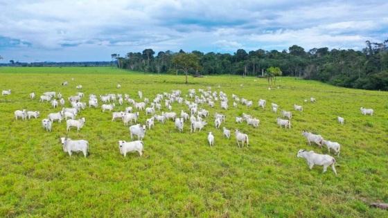 Zoneamento Agrícola de Risco Climático visa minimizar os riscos inerentes à atividade da pecuária 