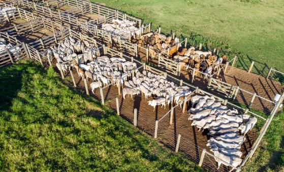 Amazonas e Piauí irão suspender vacinação contra a febre aftosa após última etapa que ocorrerá em abril.