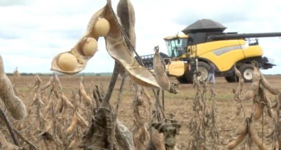 Agro em MT sofre disparada no número de pedidos de recuperação judicial