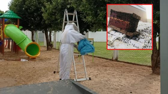 Corpo de Bombeiros alerta sobre cuidados necessários ao lidar com abelhas, marimbondos e vespas
