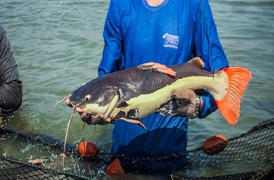 Conselho Estadual de Pesca regulamenta a captura e transporte de peixes exóticos nos rios de MT