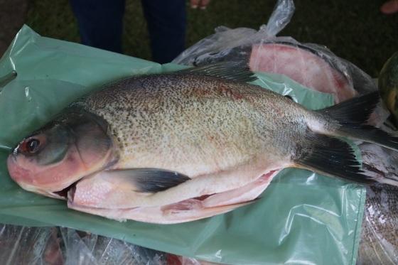 Câmara Municipal de Várzea Grande será ponto de vendas da terceira edição do "VG Santo Peixe".