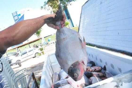 Projeto Peixe Santo em 2024 é cancelado em Cuiabá