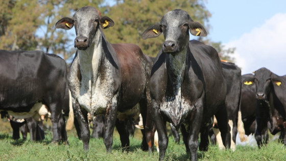 Mato Grosso registra recorde de abates bovinos em julho de 2024