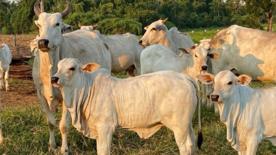 Mato Grosso se destaca no mercado pecuário: Preços, abates e exportações em Foco
