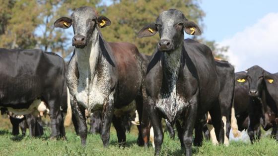 Calor extremo faz vaca perder mais de 30% de leite; e pesquisa quer mudar isso