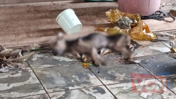 Seis cachorros são resgatados em situação de abandono em VG