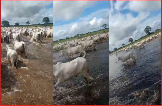 Pecuarista oferece colaboração após desmatamento no pantanal e medidas cautelares