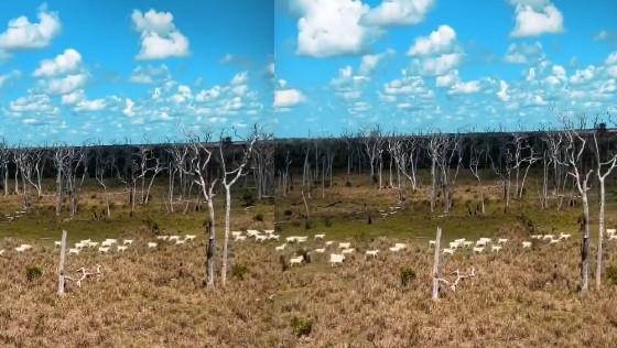 “É um verdadeiro cemitério de árvores”, diz Wilson sobre área do Pantanal desmatada ilegalmente 