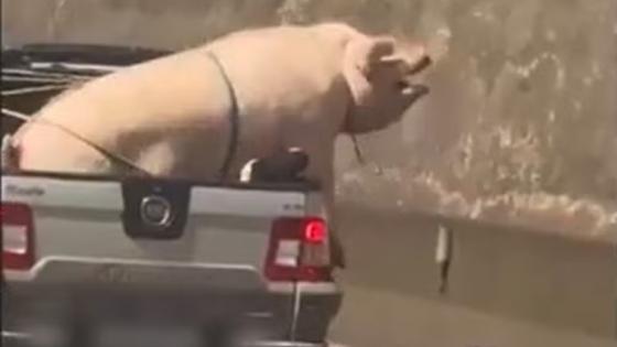 Motorista é flagrado transportando porco e cabrito de forma irregular em rodovia