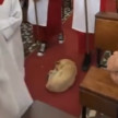 Cachorro dorme em igreja