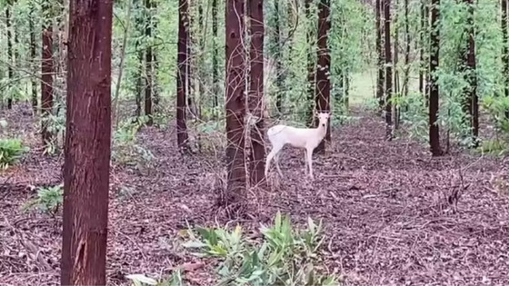 Veado semialbino é flagrado em floresta no Mato Grosso do Sul