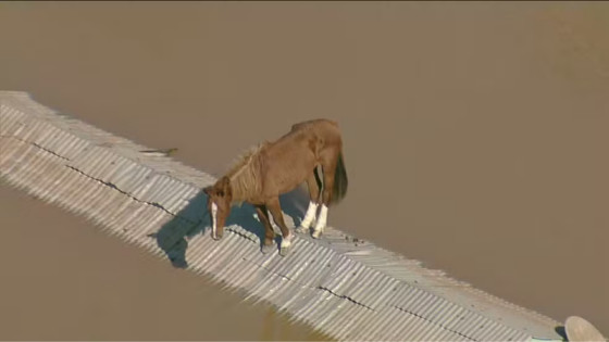 Exercito deve resgatar cavalo ilhado em telhado no RS hoje 