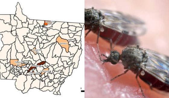 Febre Oropouche e Febre Mayaro