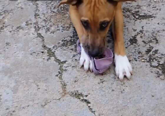 Cachorro 