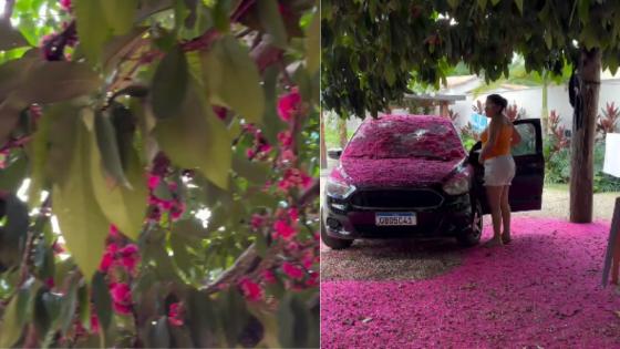 Tapete de flores cor-de-rosa 