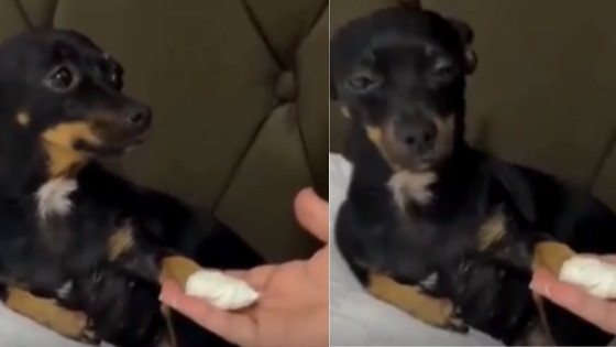 Pinscher dramático viraliza na web 