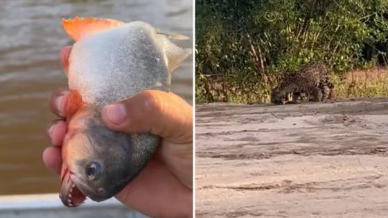 Pescador viraliza ao alimentar onça com piranha na Ilha do Bananal