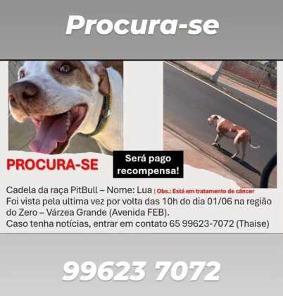 Família procura Pitbull fêmea que desapareceu na região do Zero KM em VG