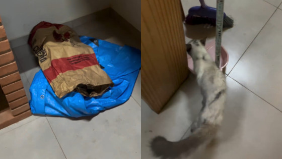 Gatinha “muda” visual 