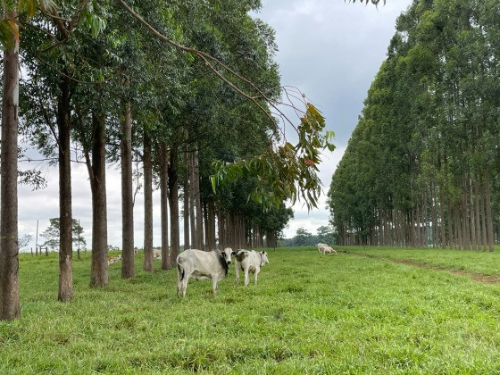 Lavoura-pecuária; VG Notícias; 