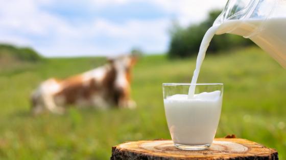 Conheça as diferenças entre os produtos lácteos: leite, creme de leite e leite condensado